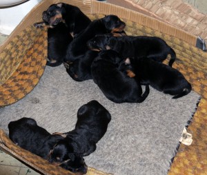 Puppies at 1 week